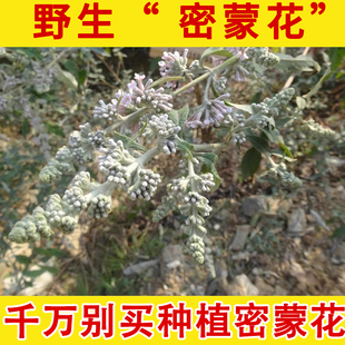 野生中药材密蒙花 染饭密蒙花 密蒙花茶 迷蒙花 新货蒙 晒干干货