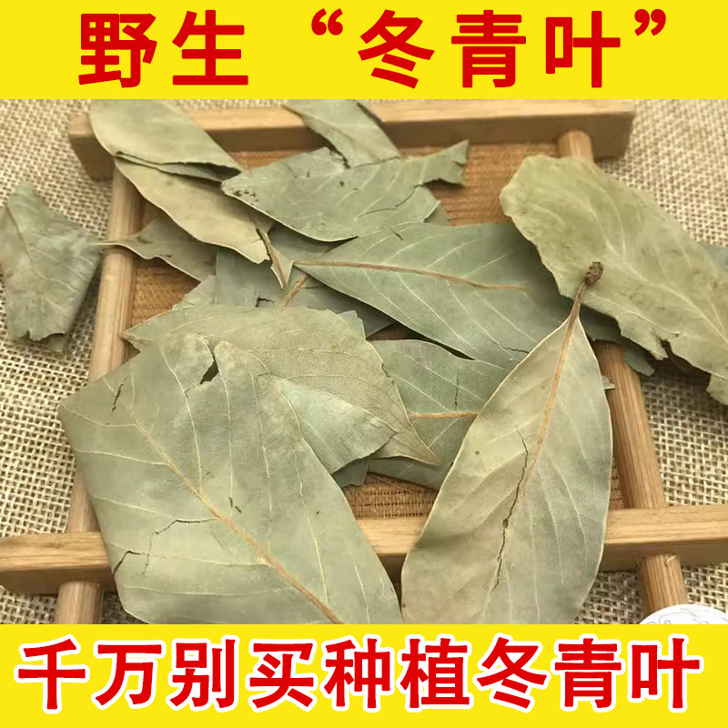 云南深山野生毛冬青茶叶 正品毛东青冬青叶 小粘叶 四季青叶