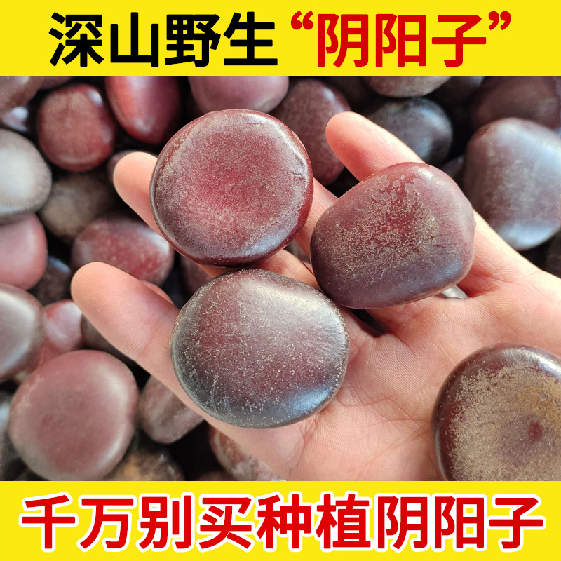 深山野生阴阳子中药材500g 龙凤子 过江龙子 肾树宝 新货无硫正品