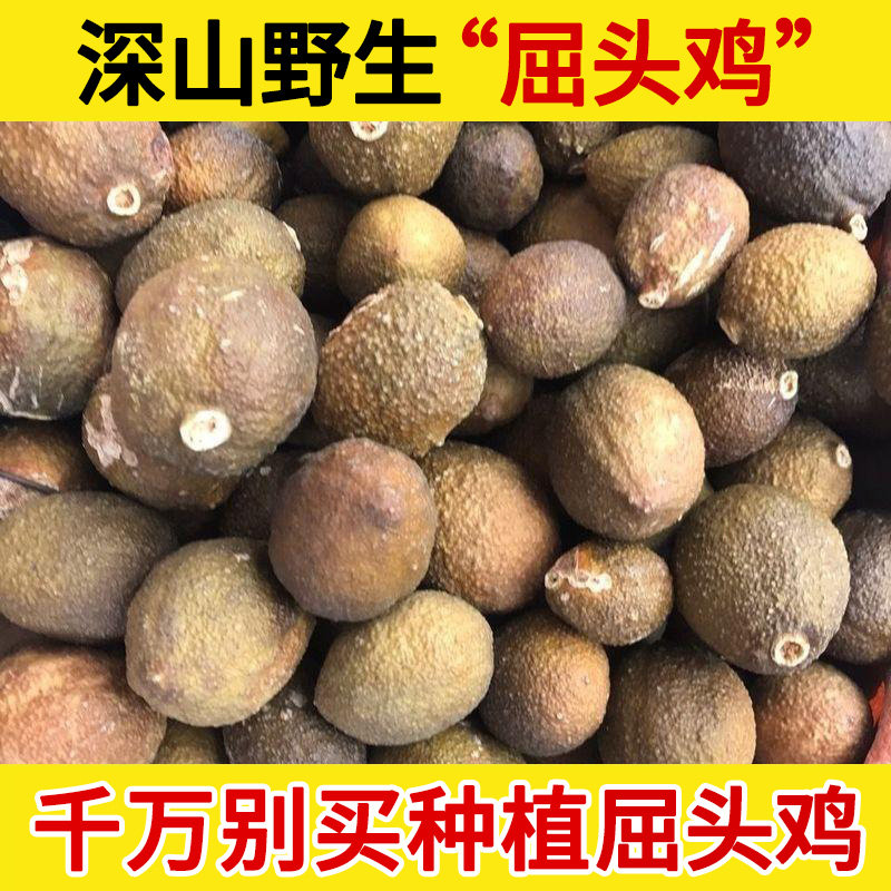 深山野生屈头鸡中药材 鸭胆子 水三七 水鸡头