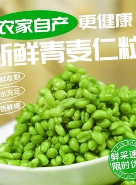 2025年新鲜青麦仁青麦粒麦穗自产麦子青小麦去皮鲜麦仁米煮粥杂粮