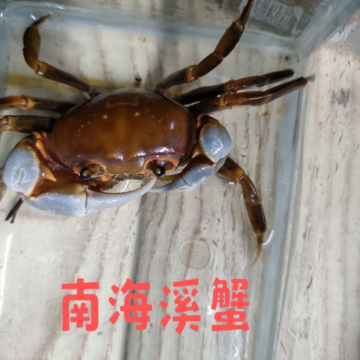 南海溪蟹观赏蟹淡水溪蟹蓝尖肢溪蟹宠物蟹原生白手套螃蟹易养耐活