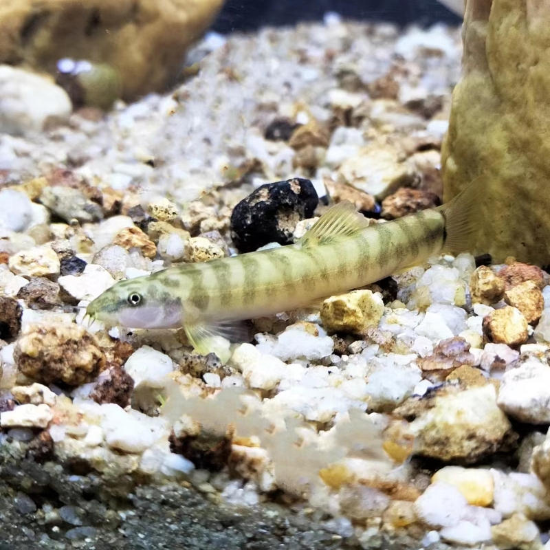 原生态溪流鱼稀有冷水