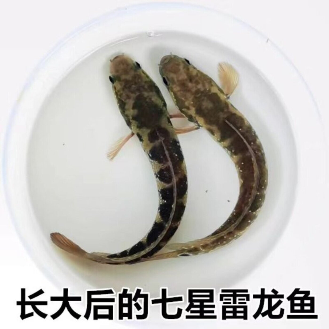 七星鱼冷水淡水彩虹凶猛耐养