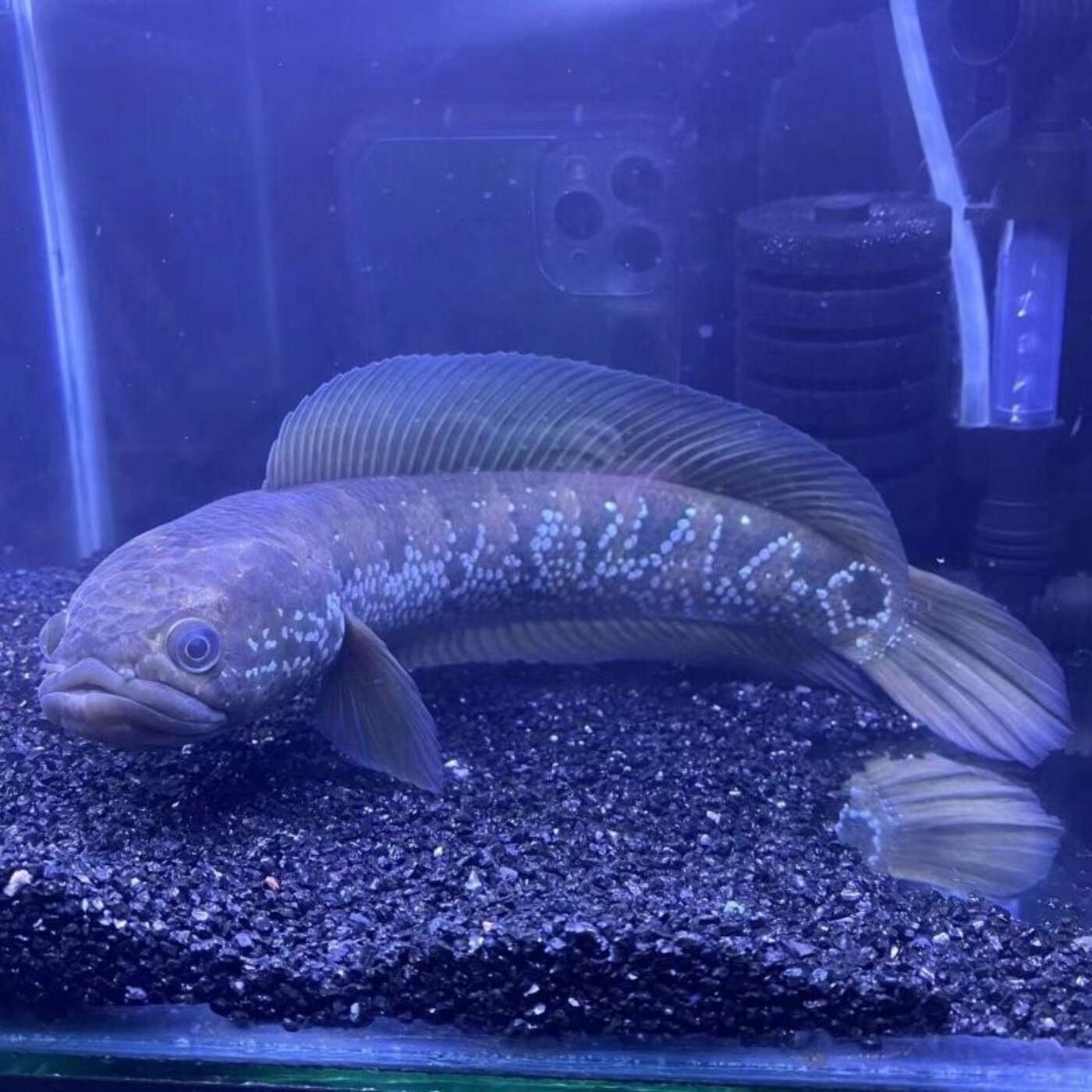七星鱼冷水淡水彩虹凶猛耐养