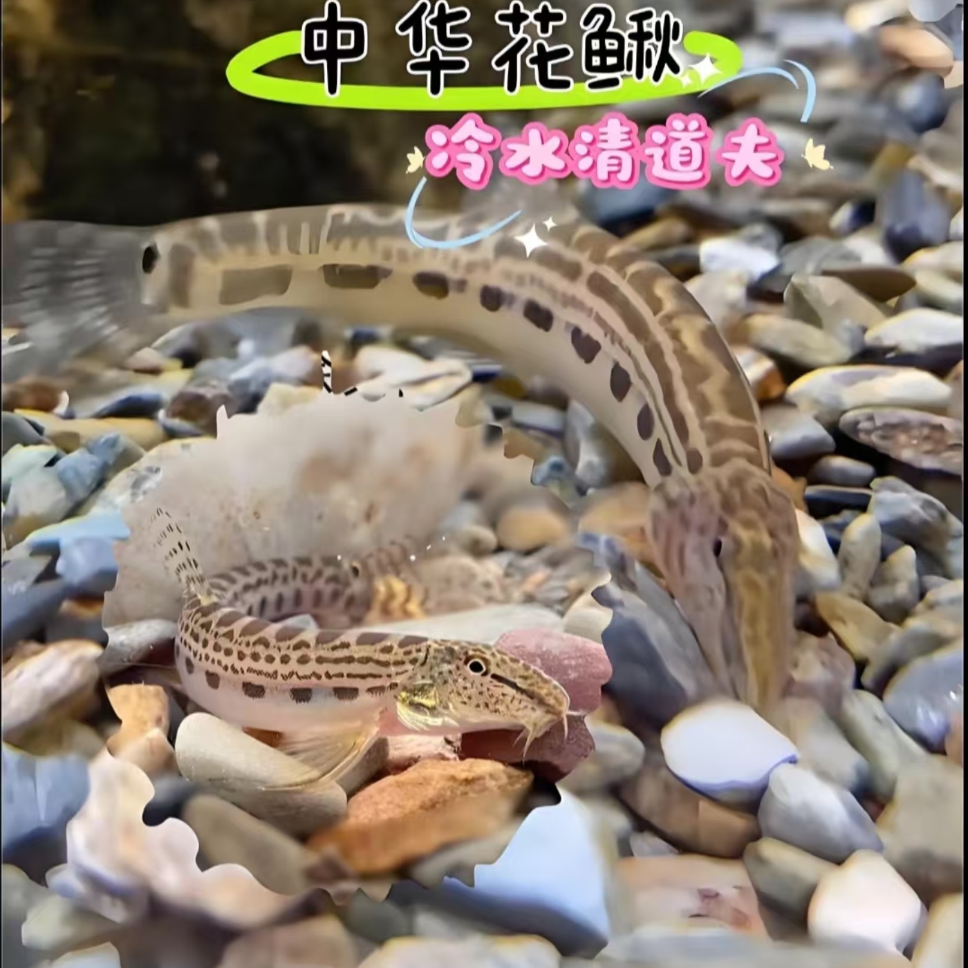 中华花鳅鱼中国原生鱼冷水淡水鱼花泥鳅好养耐活清垃圾残渣沙鳅鱼