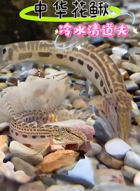 中华花鳅鱼中国原生鱼冷水淡水鱼花泥鳅好养耐活清垃圾残渣沙鳅鱼