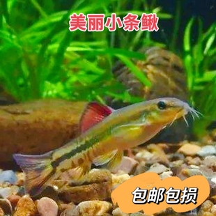 原生鱼美丽小条鳅冷水观赏鱼淡水清洁工底栖鱼吃残饵清道夫溪流鱼