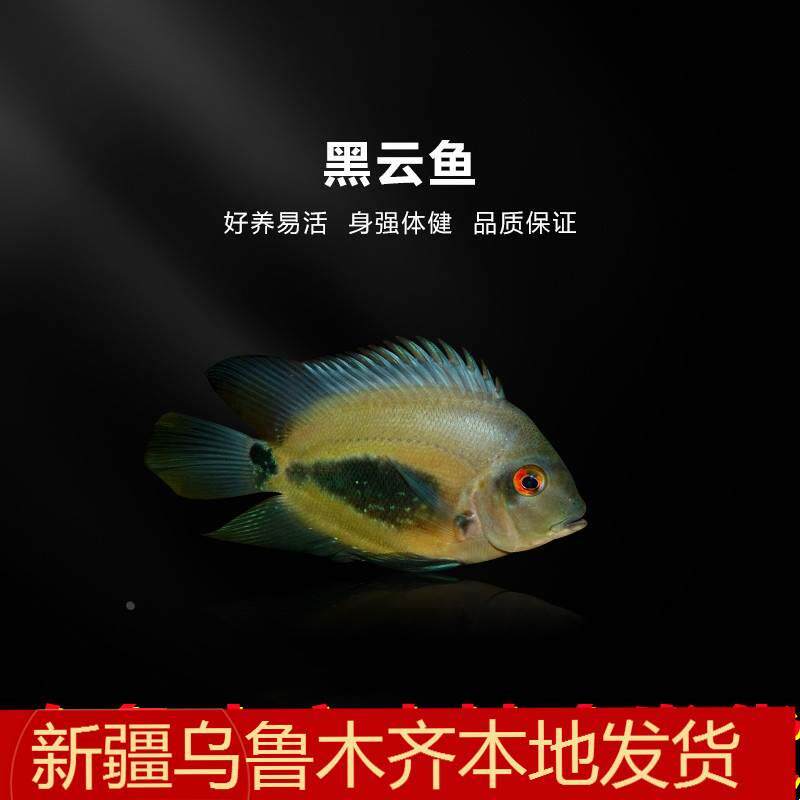 新疆热带鱼观赏鱼黑色风水鱼热带鱼黑云鱼大吉大利黑色鱼镇缸包邮