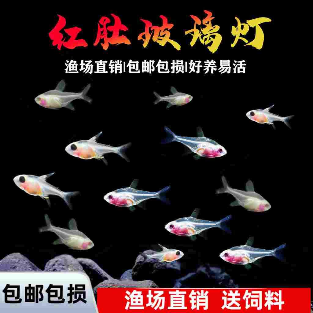 红肚玻璃灯鱼红肚皮热带鱼小型鱼灯科活体观赏鱼群游草缸鱼好养