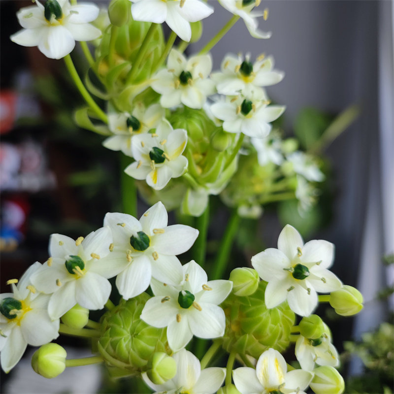 天鹅绒鲜花云南基地直发水养好养插花伯恒利之星包邮