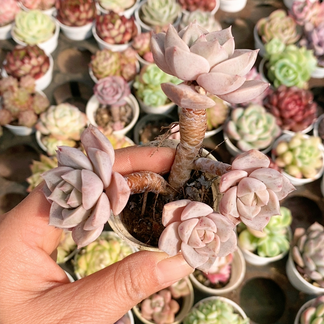白牡丹,鲜花速递/花卉仿真/绿植园艺,多肉植物,淘宝优惠券,粉丝福利购,淘宝优惠卷