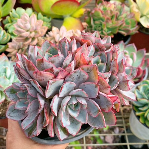 赫拉群有砍