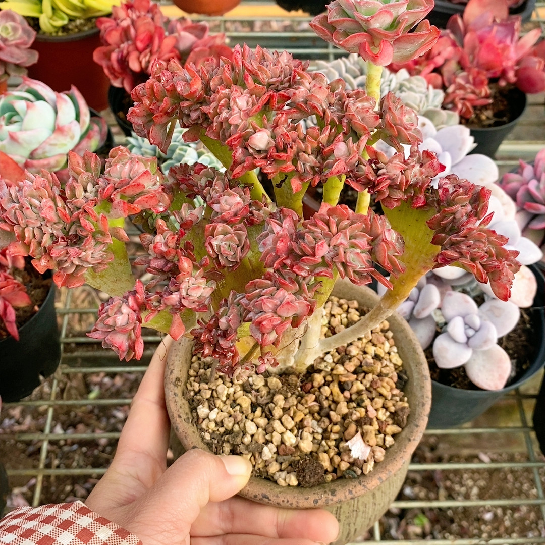 登高乐缀,鲜花速递/花卉仿真/绿植园艺,多肉植物,淘宝优惠券,粉丝福利购,淘宝优惠卷