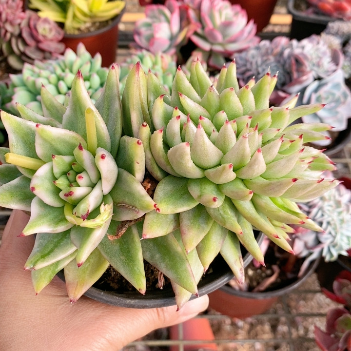 东云锦朵缀,鲜花速递/花卉仿真/绿植园艺,多肉植物,淘宝优惠券,粉丝福利购,淘宝优惠卷