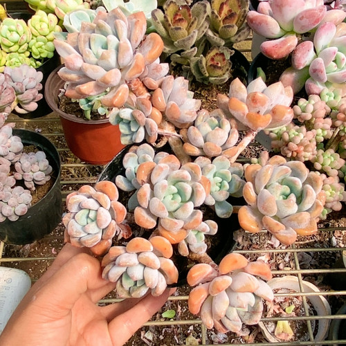 克洛伊老桩