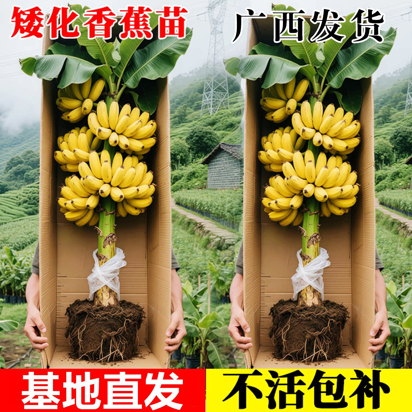 芭蕉树苗地栽庭院四季常青好养活图片