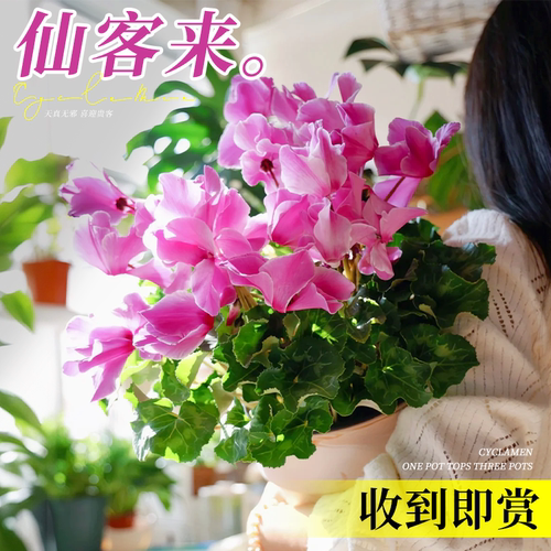 仙客来盆栽带花懒人开花好养易活