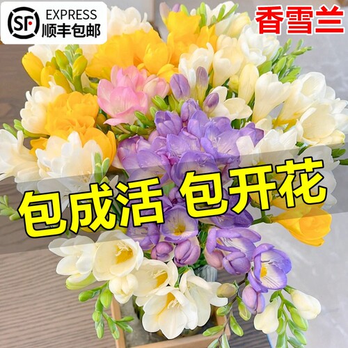 香雪兰种球盆栽四季好养