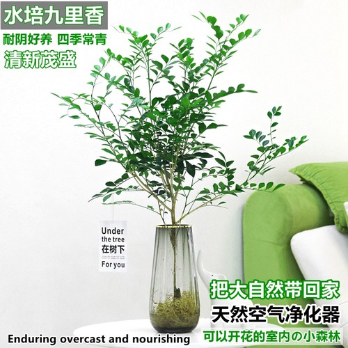 水培植物九里香干净好养桌面