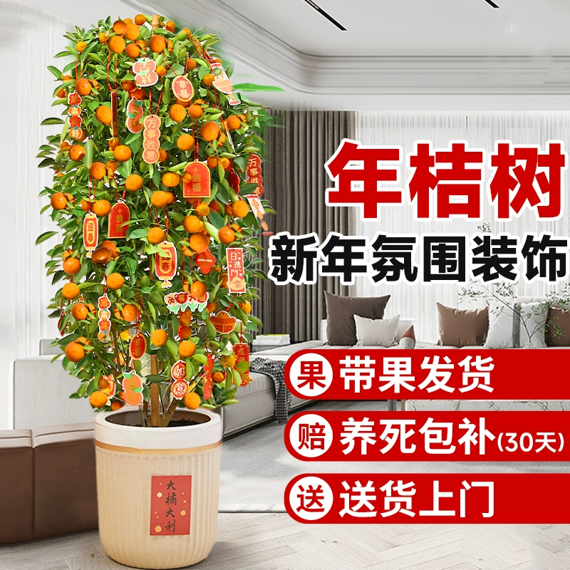 金桔树盆栽室内客厅大型植物