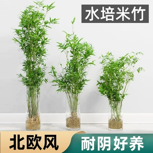 水培植物米竹室内盆栽富贵竹办公室盆景桌面绿植金明竹子四季 好养