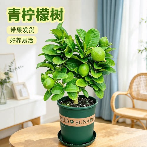 香水柠檬盆栽带果带花懒人可养
