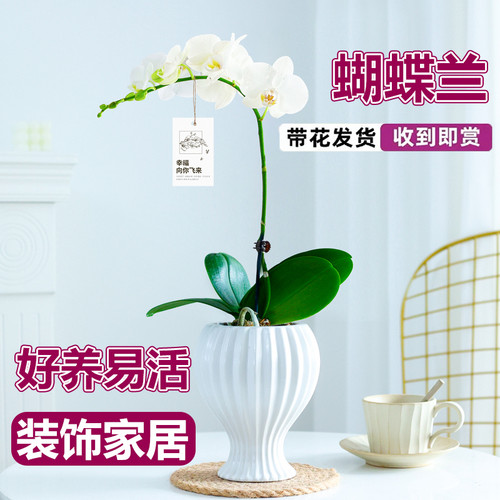 阿玛蝴蝶兰盆栽带花发货装饰家居