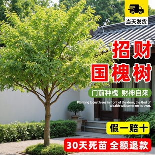 槐树苗国槐别墅庭院风景大树绿化木四季常青植物南北方种植黄金槐