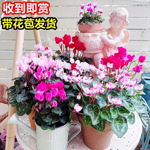 仙客来盆栽带花懒人开花好养易活