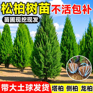柏树树苗坟地耐寒四季常青塔柏大树苗侧柏松柏蜀桧苗陵园宝塔松树