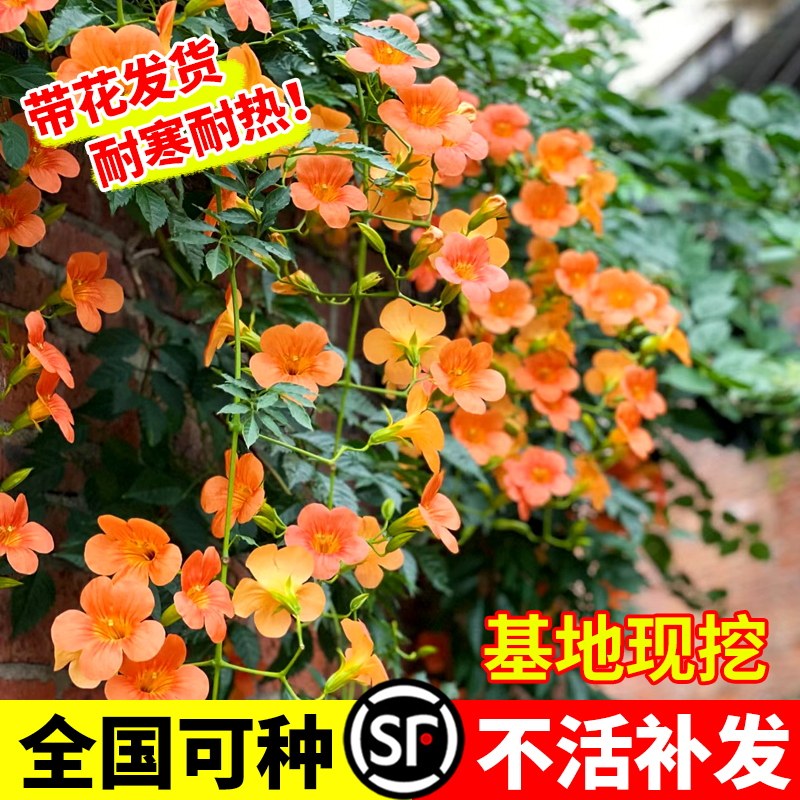 凌霄花爬藤植物庭院懒人好养图片