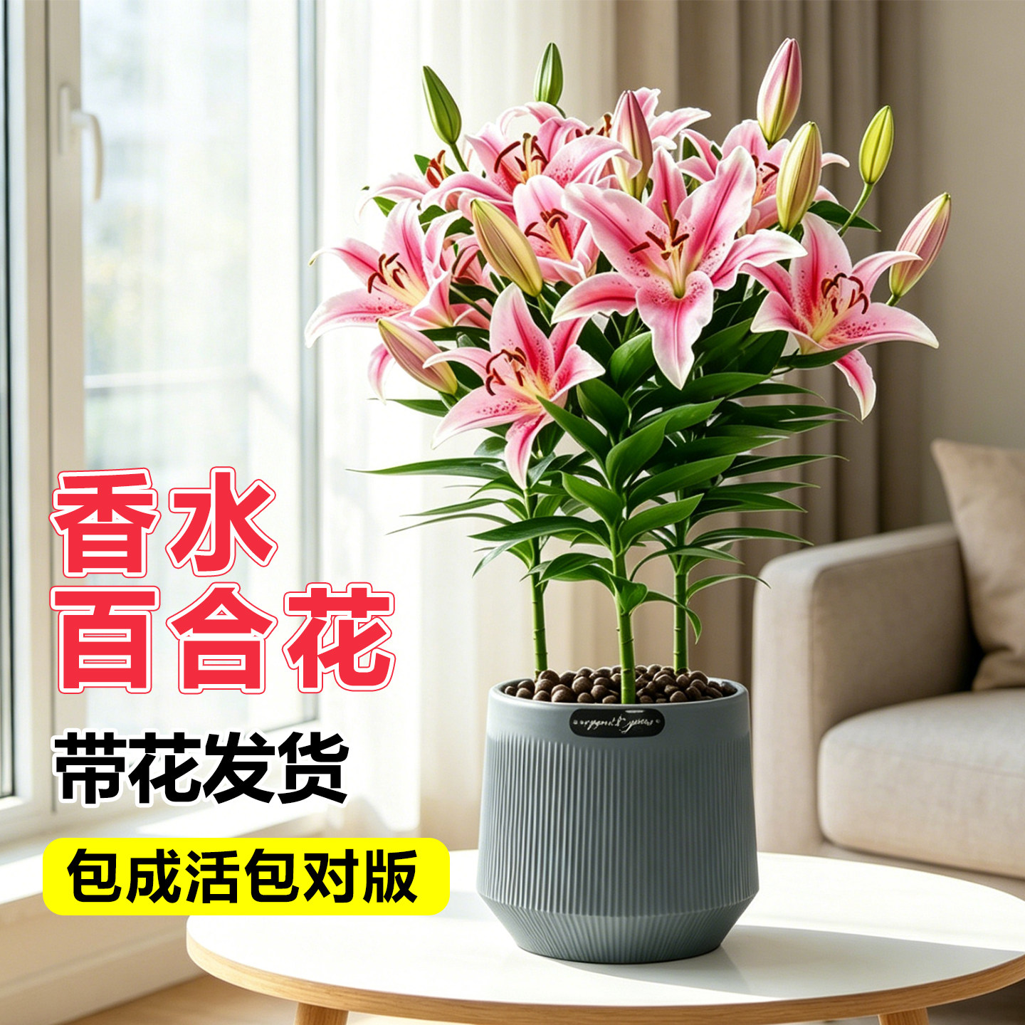 百合花盆栽带花发货基地直发鲜活图片