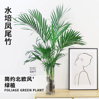 富贵竹水培植物散尾葵绿植室内大盆栽大型客厅花卉凤尾竹富贵椰子