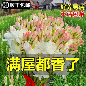 晚香玉阳台客厅四季开花种球