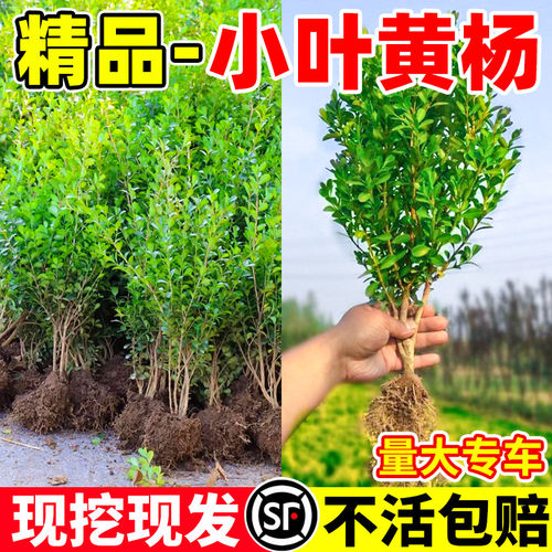 小叶黄杨树苗庭院别墅篱笆苗
