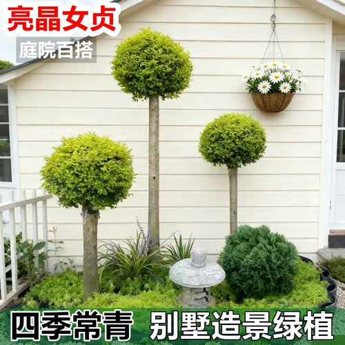 小叶女贞造型树庭院别墅