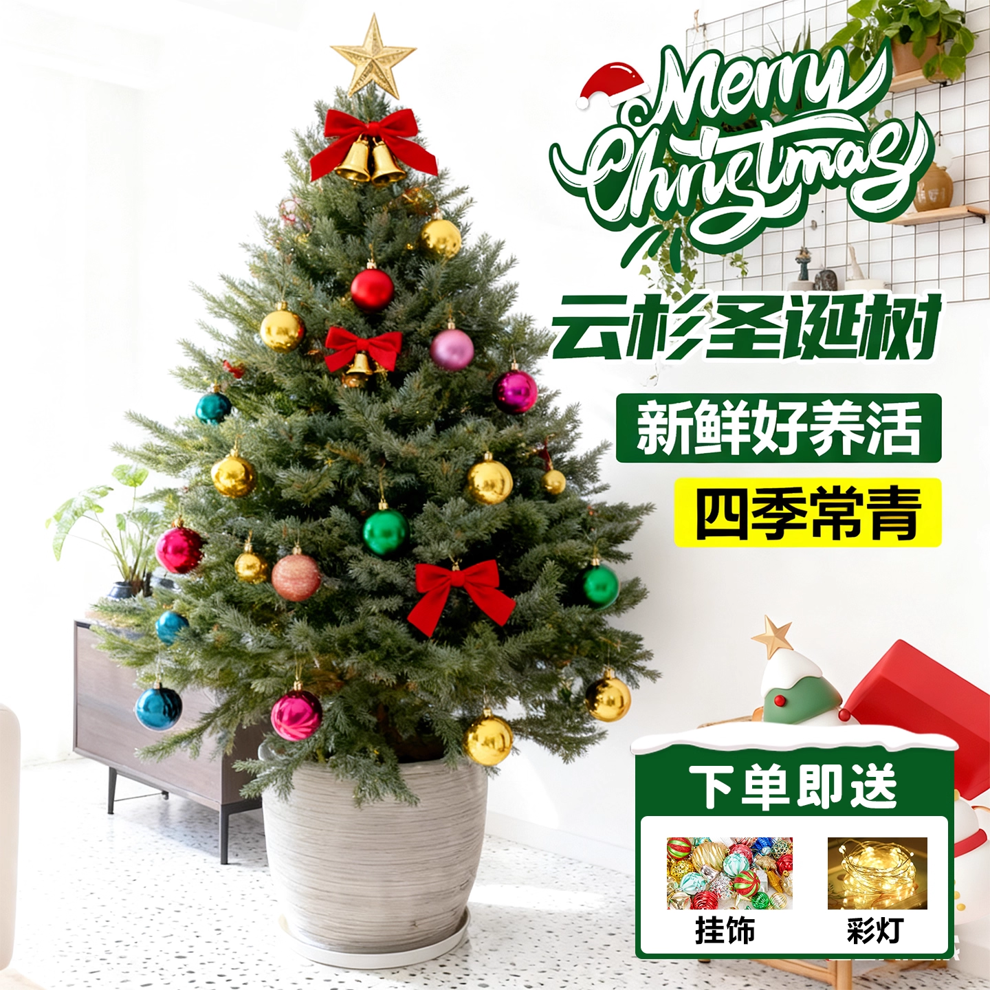 圣诞树真树圣诞节氛围盆栽绿植