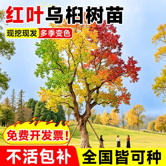 红叶乌柏树苗彩叶丛生乌柏耐寒庭院工程绿化风景树柏子树菩提树苗