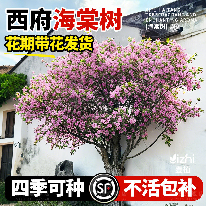 西府海棠花树苗庭院耐寒植物垂丝盆栽室内外四季开花北美海棠地栽