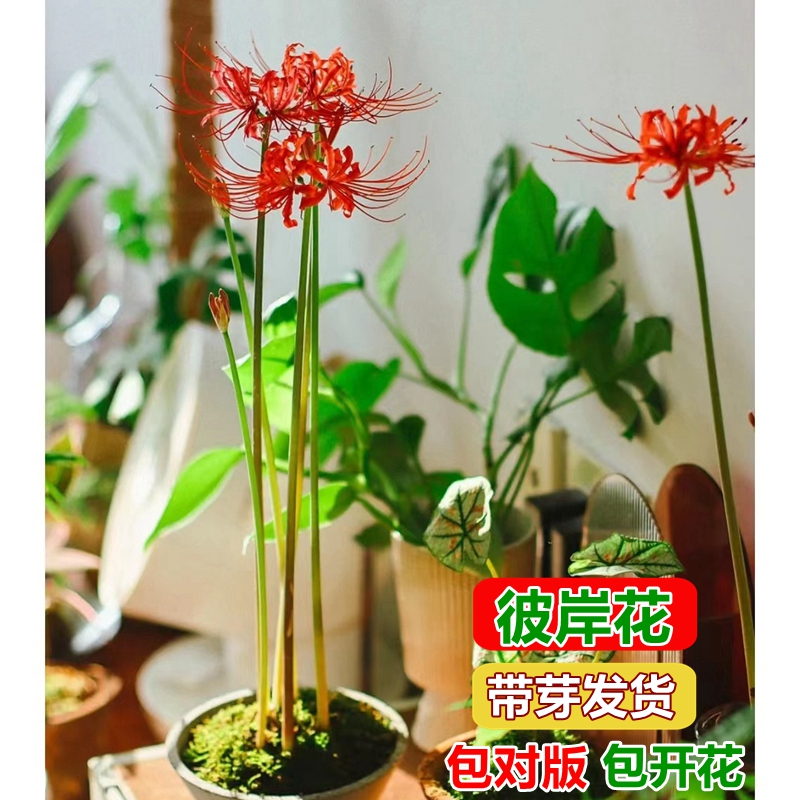 彼岸花种球花卉多年生曼陀罗四季好养室内庭院盆栽耐寒石蒜花种子