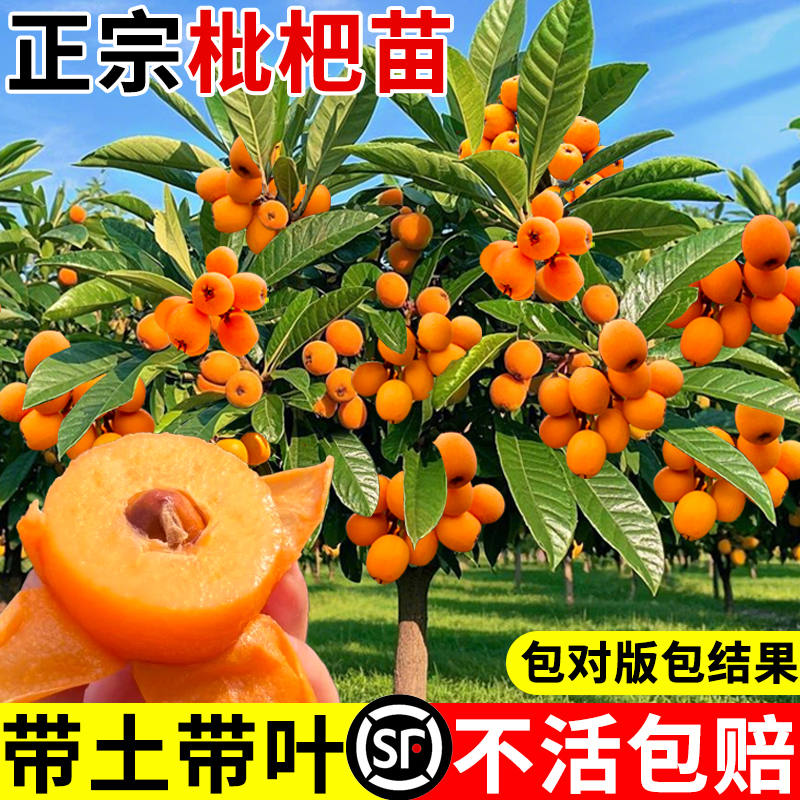 枇杷树果苗大果嫁接苗盆栽