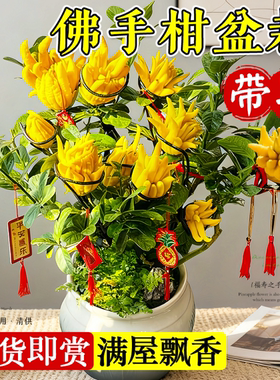 佛手柑树苗盆栽带果室内阳台庭院