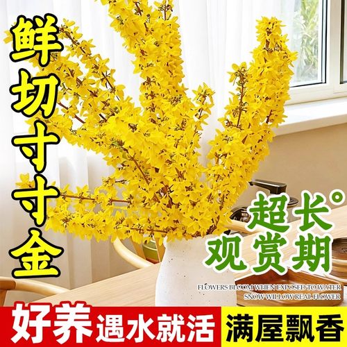 水培植物寸寸金室内盆栽遇水开花