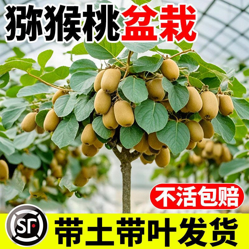 猕猴桃树果苗公母同株红心软枣图片