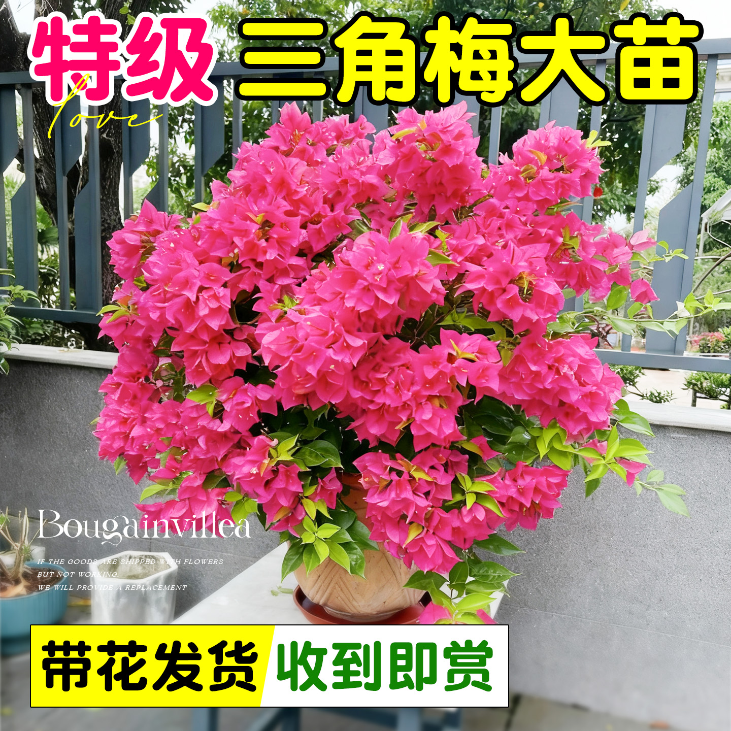 三角梅盆栽重瓣爬藤植物四季高端耐热花卉室内阳台漳红樱老庄带花