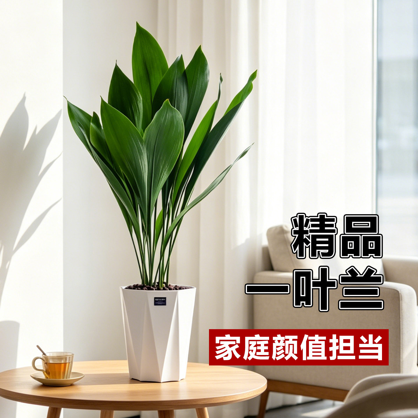 一叶兰盆栽植物室内客厅桌面大叶观叶绿植四季常青懒人花卉好养活