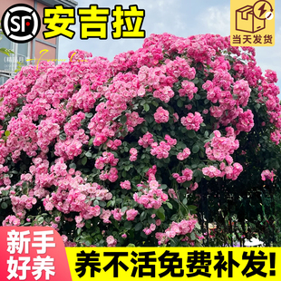 安吉拉藤本月季花大苗盆栽丰花多头阳台庭院爬藤蔷薇花苗多季开花
