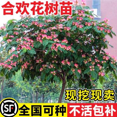 合欢花树苗庭院种植耐寒行道树