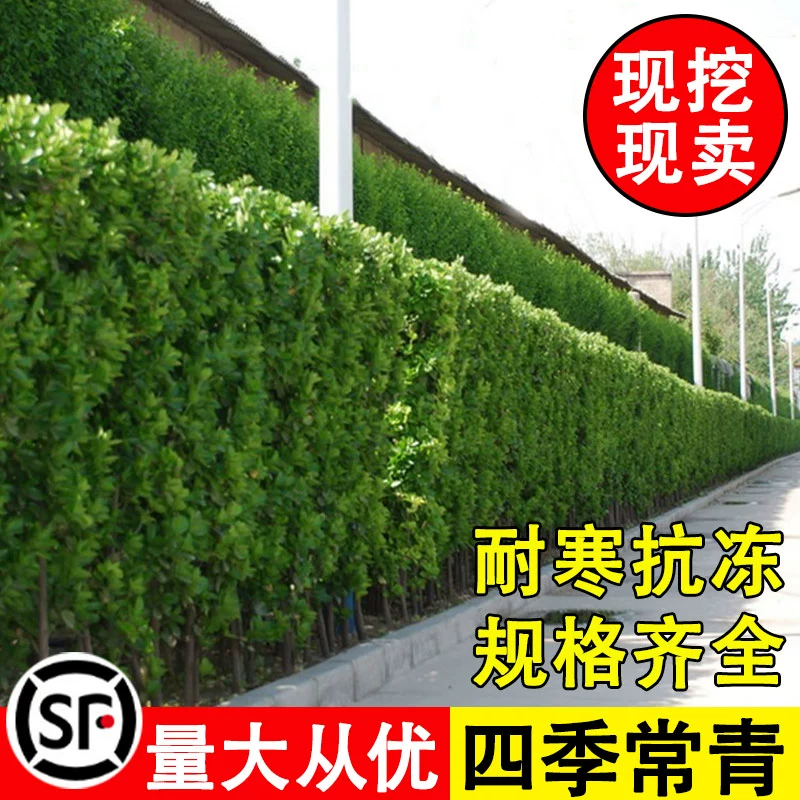 北海道冬青四季常青庭院耐寒绿植